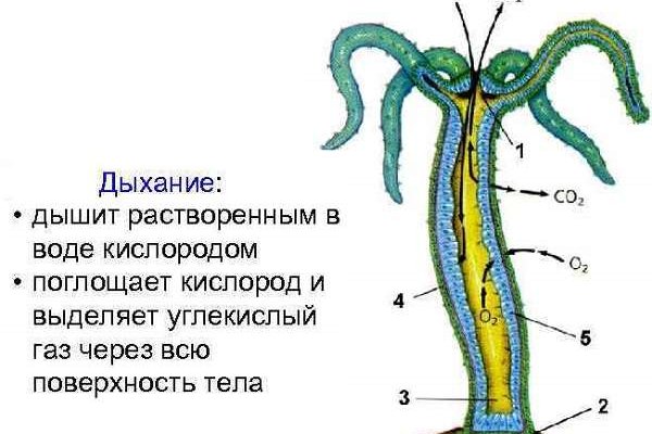 Kraken наркошоп